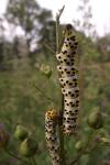 Cucullia scrophulariae