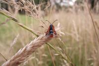Pyropteron chrysidiforme
