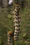 Cucullia scrophulariae