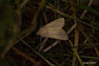 Mythimna sicula