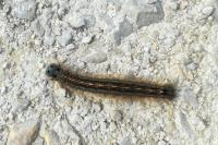 Malacosoma neustria