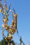 Spiris striata