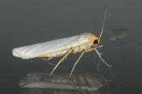 Eilema caniola