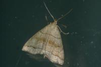 Herminia tarsicrinalis