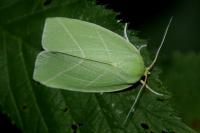 Bena bicolorana