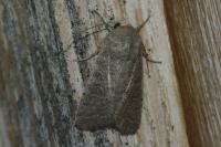 Hoplodrina ambigua