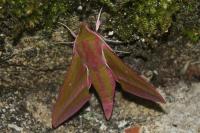 Deilephila elpenor