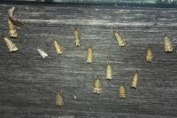 Chrysocrambus linetella
