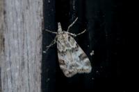 Eudonia delunella