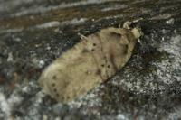 Agonopterix yeatiana