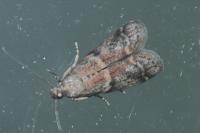 Ephestia