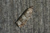 Ancylis achatana