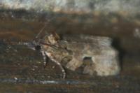 Apotomis semifasciana