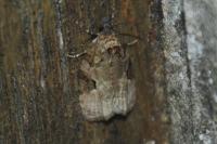 Apotomis semifasciana
