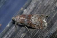 Phycita roborella
