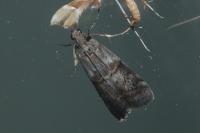 Phycita roborella