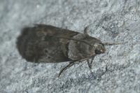 Acrobasis consociella