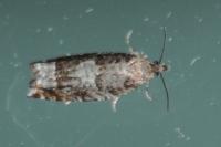 Ancylis achatana