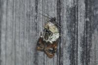 Acleris variegana