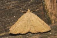 Paracolax tristalis