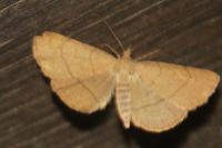 Paracolax tristalis