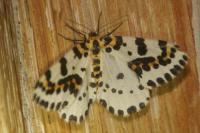 Abraxas grossulariata