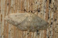 Idaea biselata