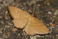 Idaea ochrata
