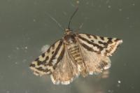 Emmelia trabealis