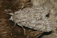 Acronicta aceris