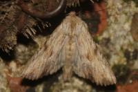 Apamea lithoxylaea