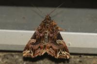 Callopistria juventina