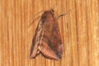 Cosmia pyralina