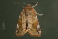 Cosmia affinis