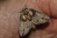 Drymonia velitaris