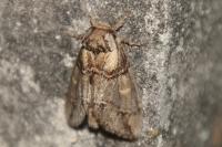 Drymonia velitaris