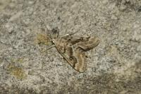 Parapoynx stratiotata