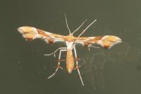 Cnaemidophorus rhododactylus