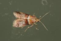 Acrobasis repandana