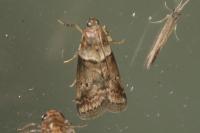 Acrobasis consociella