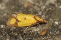 Agapeta zoegana