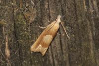 Eucosma conterminana