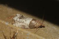 Notocelia roborana