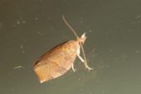 Pandemis heparana