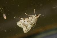 Eudonia lacustrata