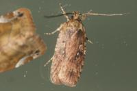 Agonopterix