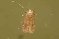 Bryotropha terrella
