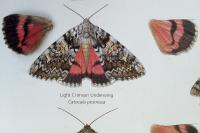 Catocala promissa
