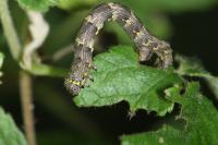 Lycia hirtaria
