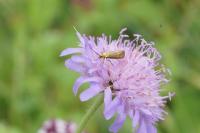 Nemophora metallica